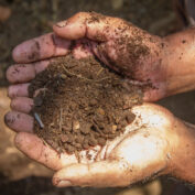 A farmer in India holds compost in his two hands
