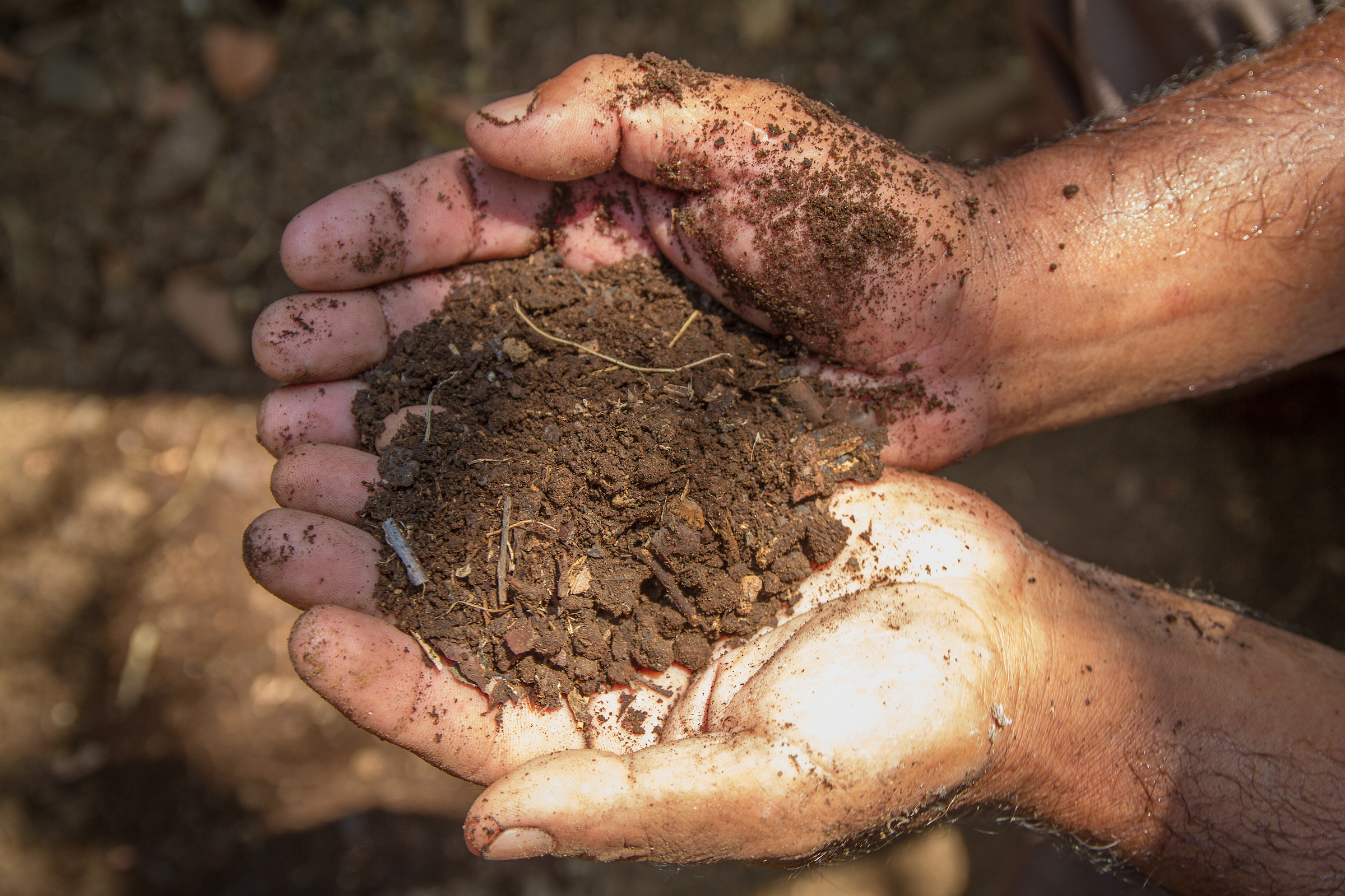 A farmer in India holds compost in his two hands