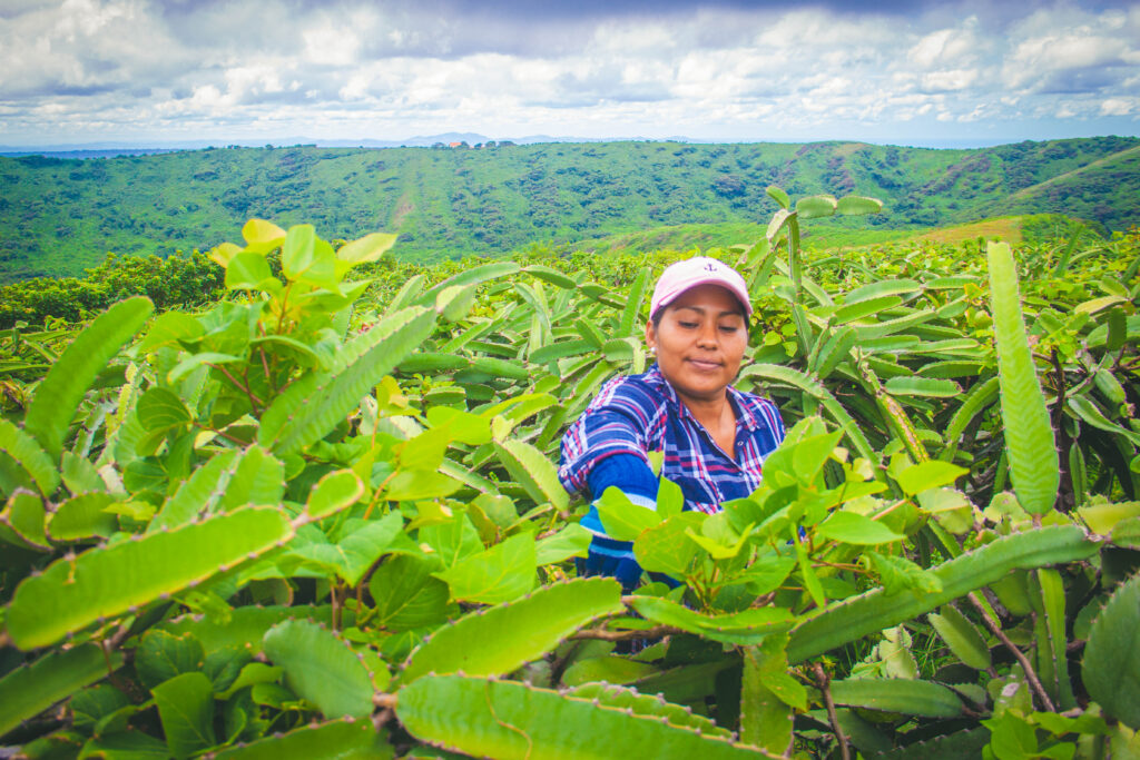 Nelda Gaitan grows pitaya on her farm in Nicaragua.&nbsp;