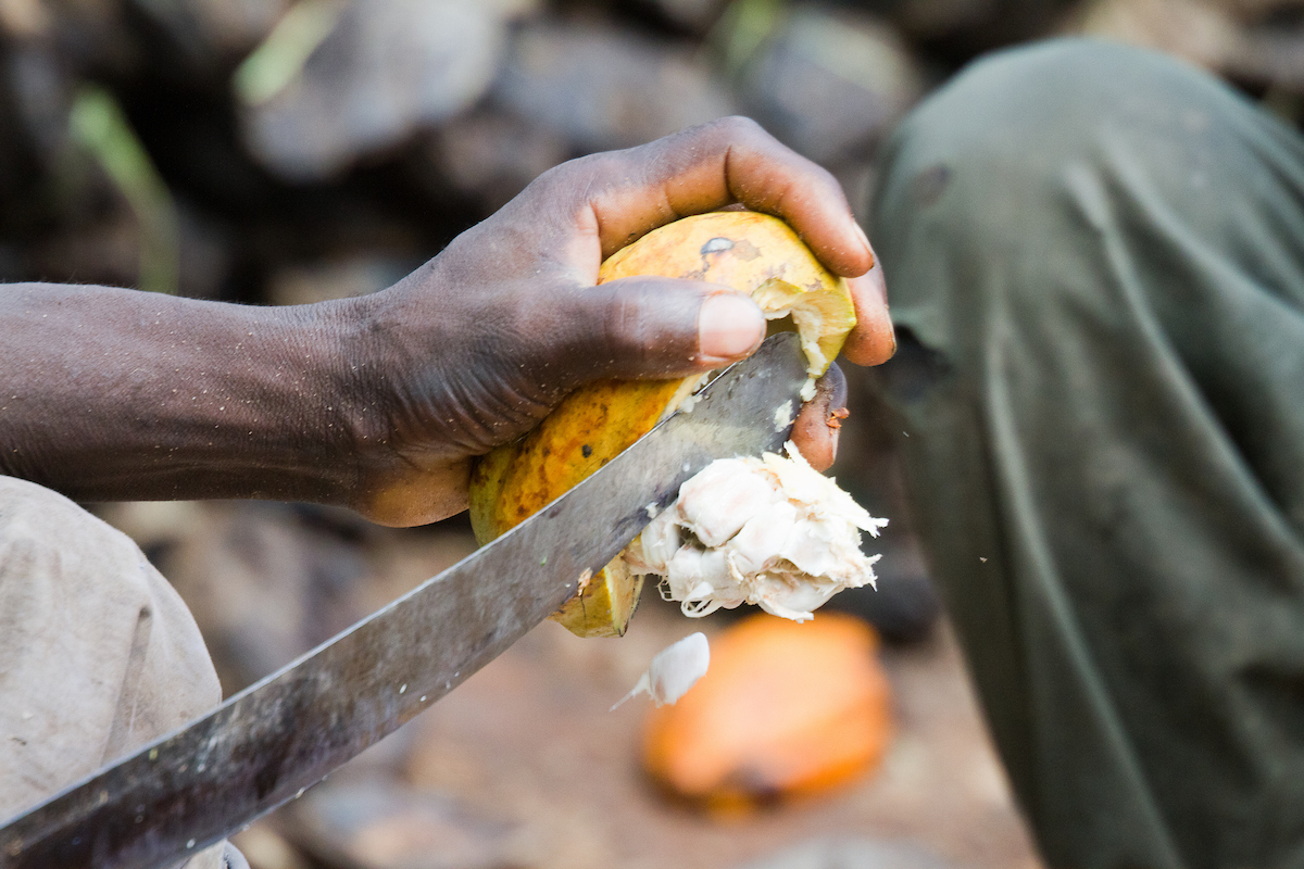 A cocoa farmer holds a yellow cocoa pod as a sharp machete slices through the rind, releasing white pulp-covered beans. A second cocoa pod and part of another person’s leg are visible in the background. Smallholder cocoa farmers like this one in Côte d’Ivoire are TechnoServe clients.
