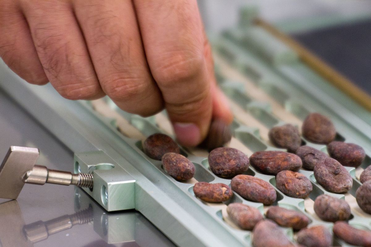 A close up shows a hand placing cocoa nibs on a sorter at the Quality Control Laboratory in Honduras
