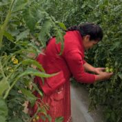 A woman bends down to inspect a tomato plant in a greenhouse in Mexico.