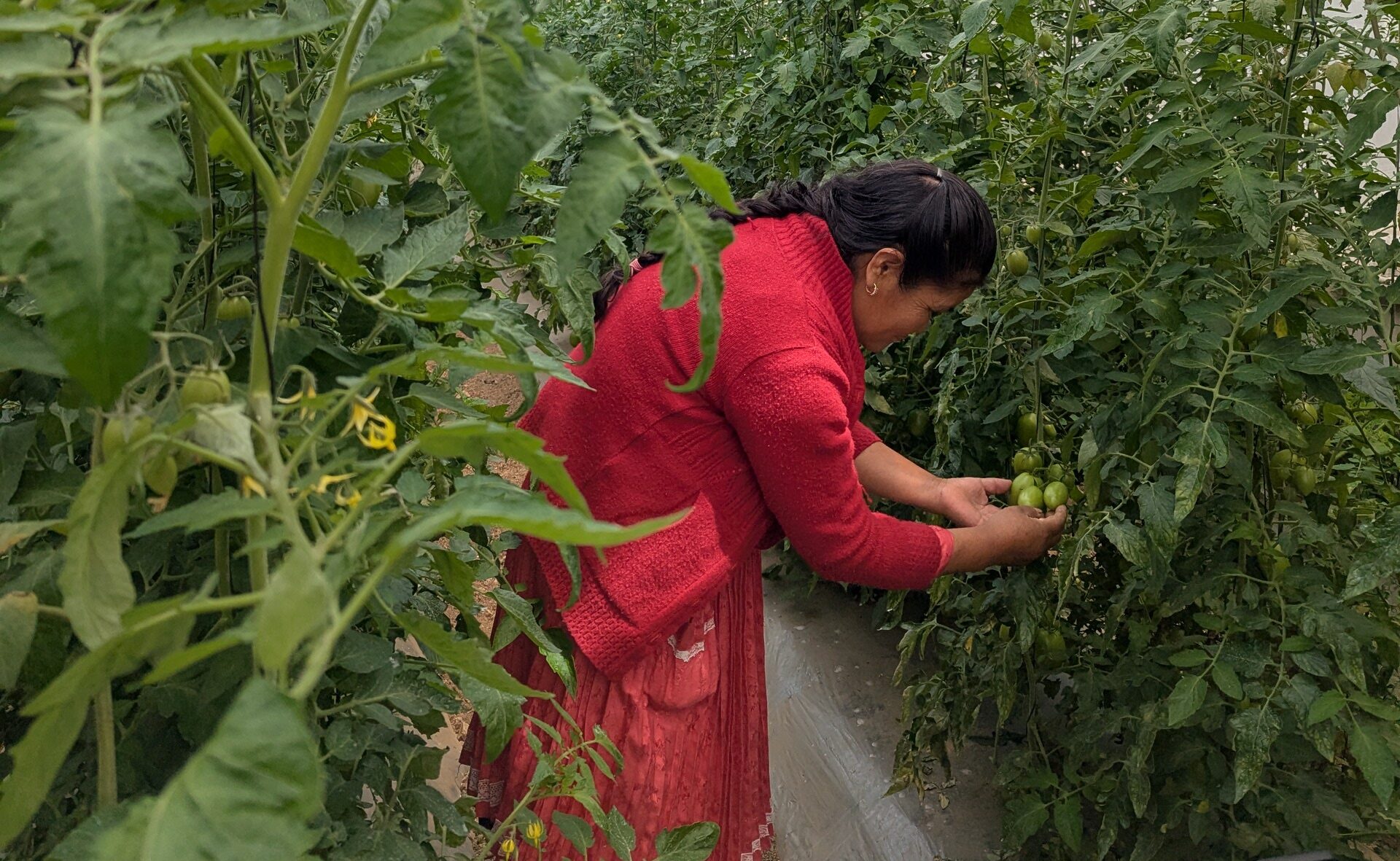 A woman bends down to inspect a tomato plant in a greenhouse in Mexico.