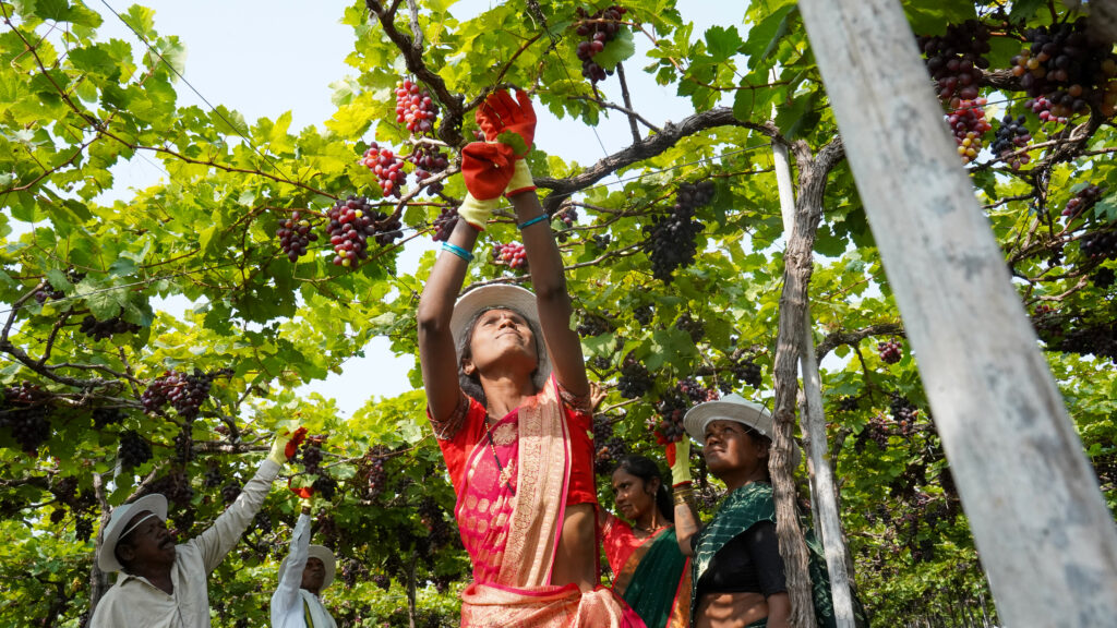 A woman harvests grapes on a farm in Maharashtra, India.