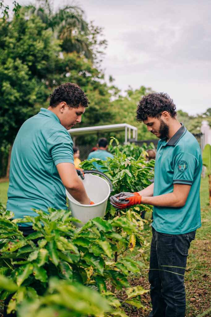 Students in Puerto Rico putting skills into practice after completing hands-on, school-based coffee agronomy training led by TechnoServe. (TechnoServe / Olivia Sakai)