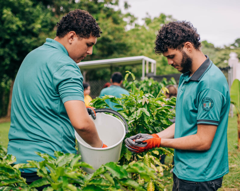 Students in Puerto Rico putting skills into practice after completing hands-on, school-based coffee agronomy training led by TechnoServe. (TechnoServe / Olivia Sakai)
