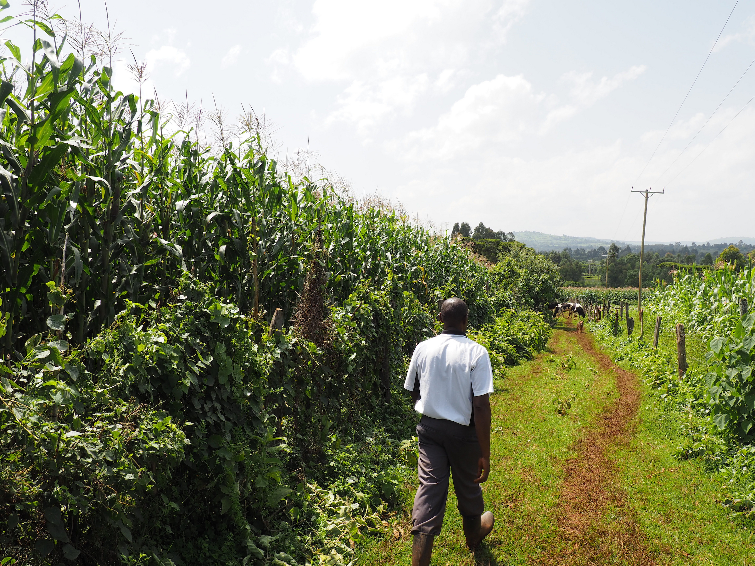 AI for Investment Readiness: Helping African Agribusinesses Access Capital