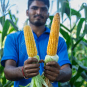 A man holds two ears of corn. Part of a regenerative agriculture quiz.