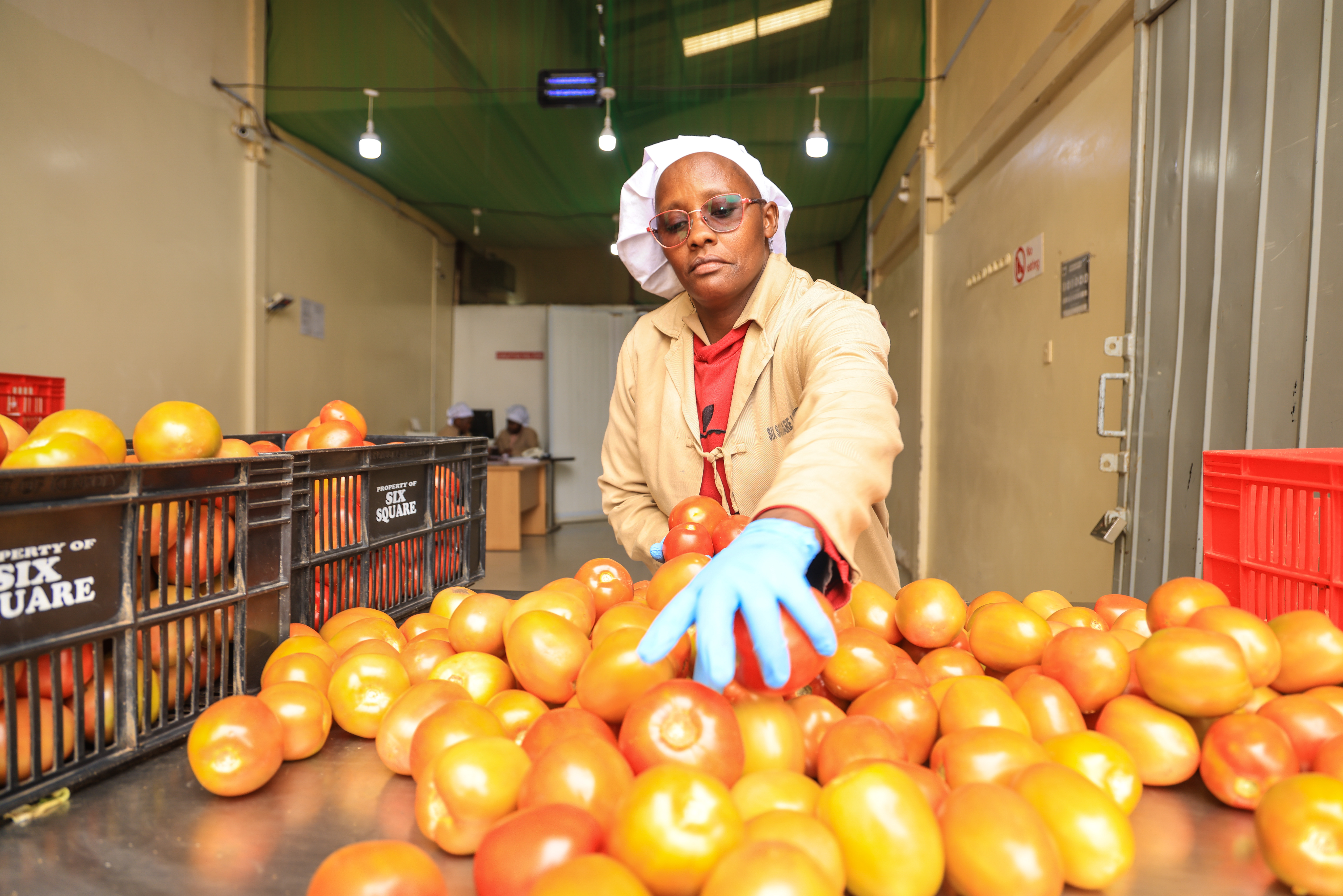 A woman sorts tomatoes in a factory in Kenya.